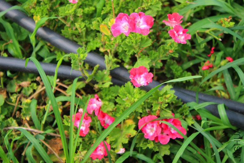 �?��2花叶.jpg