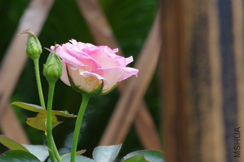 IMGP1714.JPG