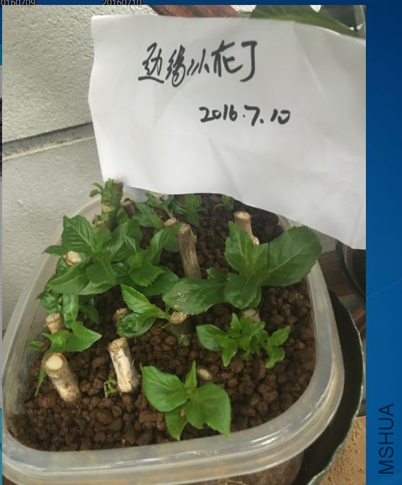 �Լ�Ǥ��ĳɻ����