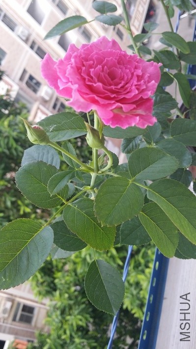 20160707_070509.jpg