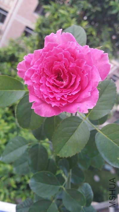 20160707_070421.jpg
