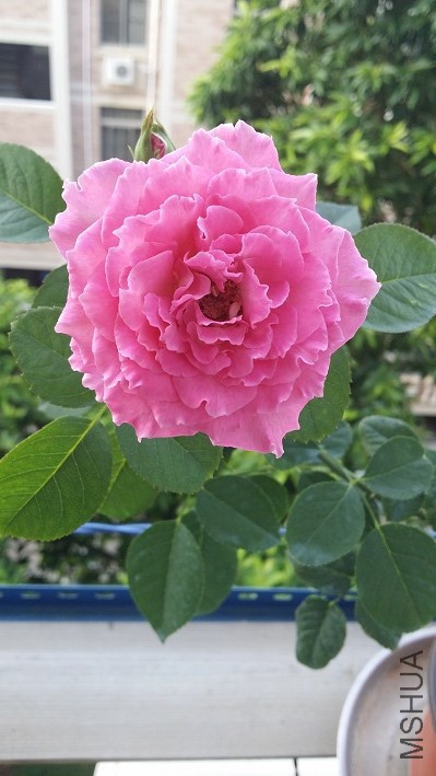 20160708_070553.jpg