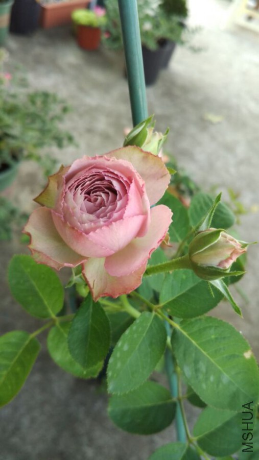 5a3512509eb0ee2c.jpg