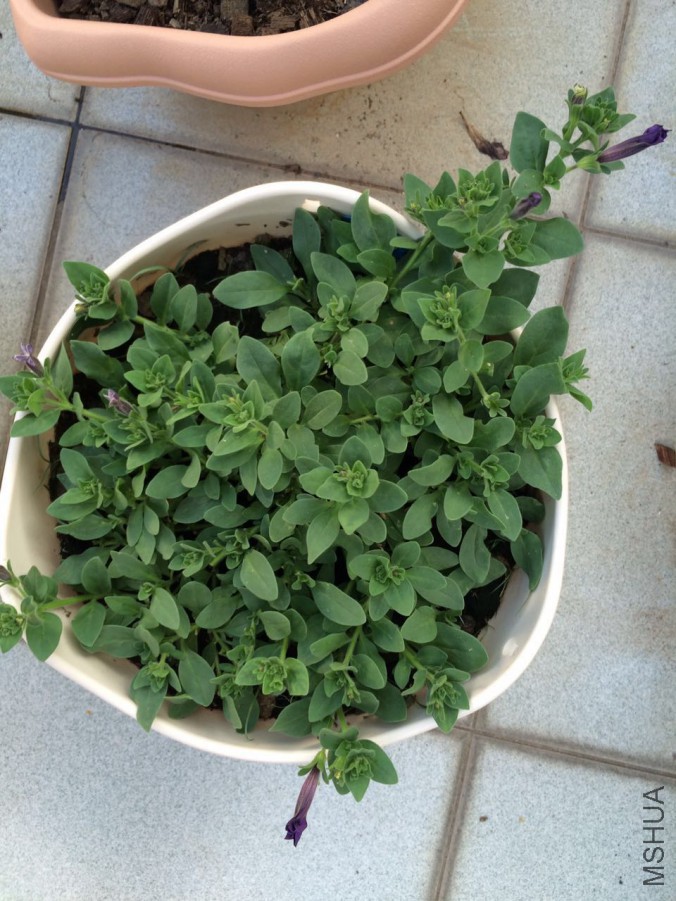 ������ɫ