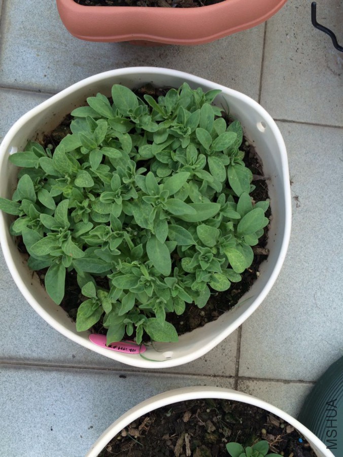 ����Ϧ����