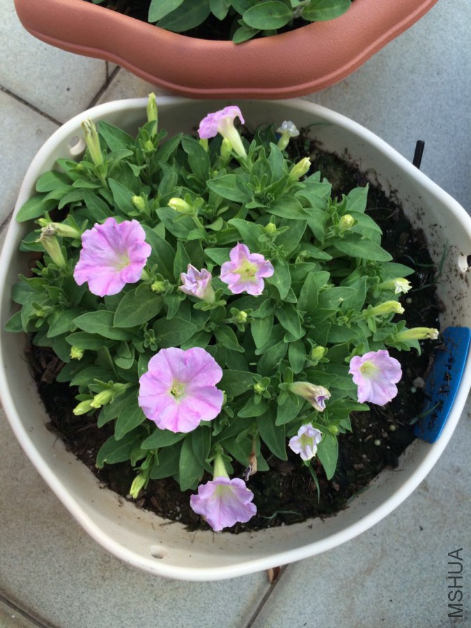 ������ǳ�Ϸ�