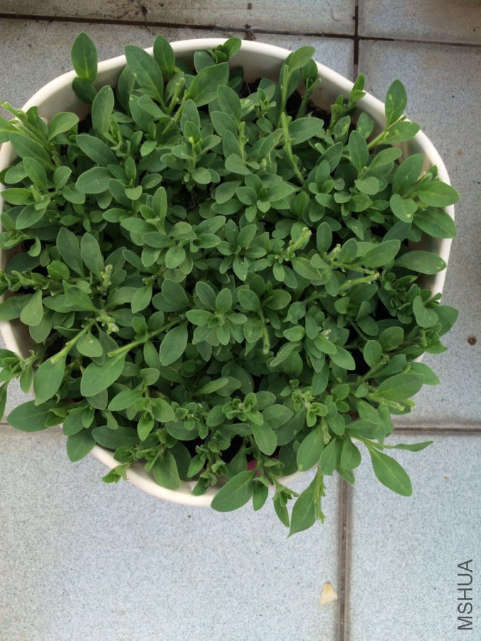 ������ɫ