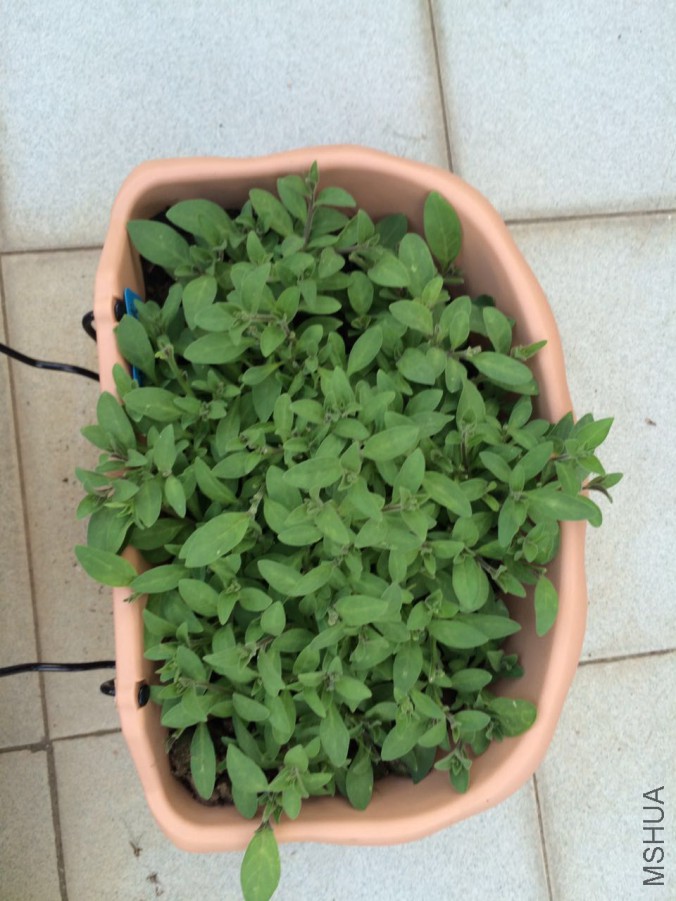 ������ɫ˿��