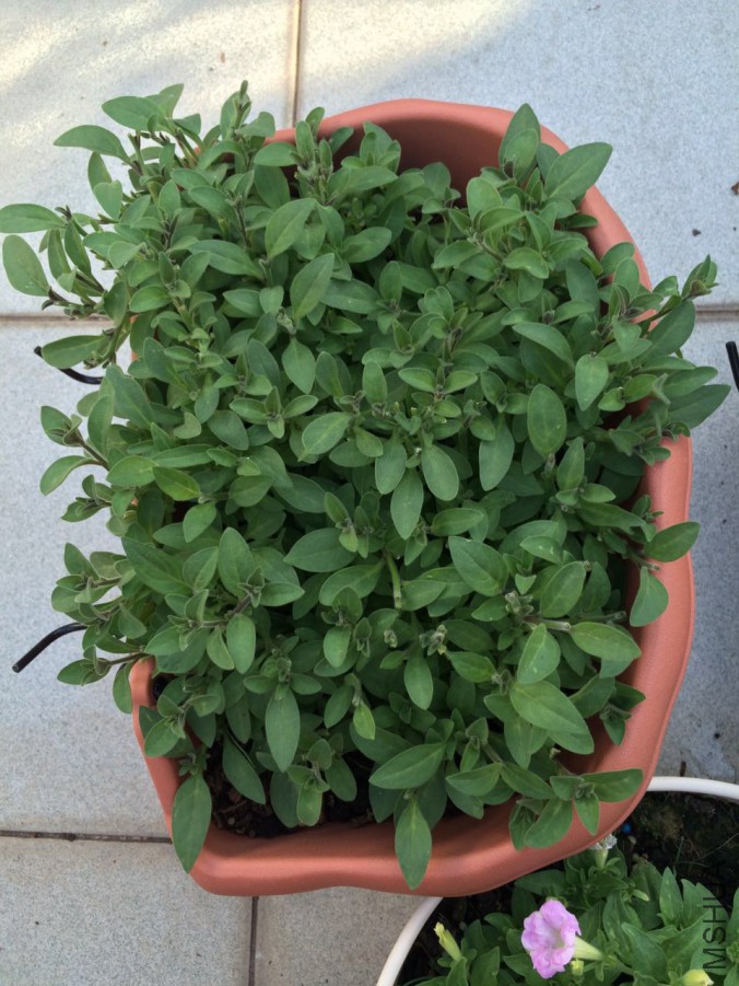 ������ɫ˿��