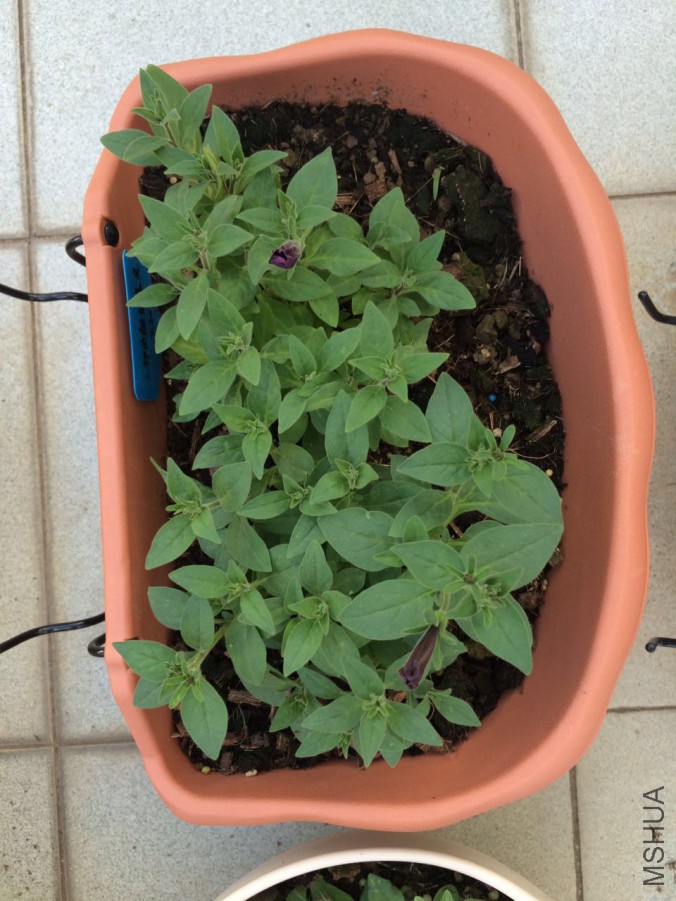 Ǥ���û�д򶥵ĺ�ɫ˿��