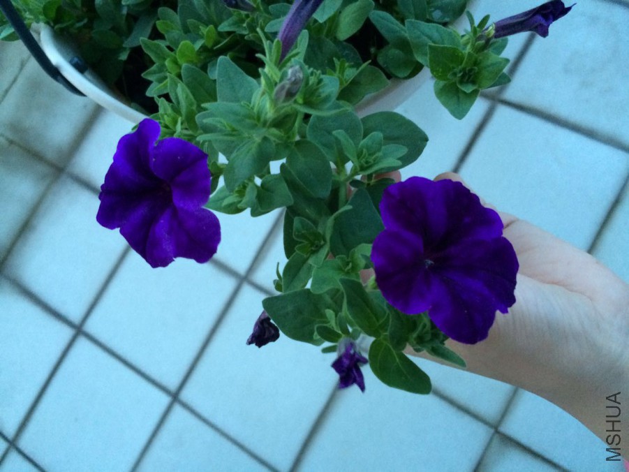 ������ɫ