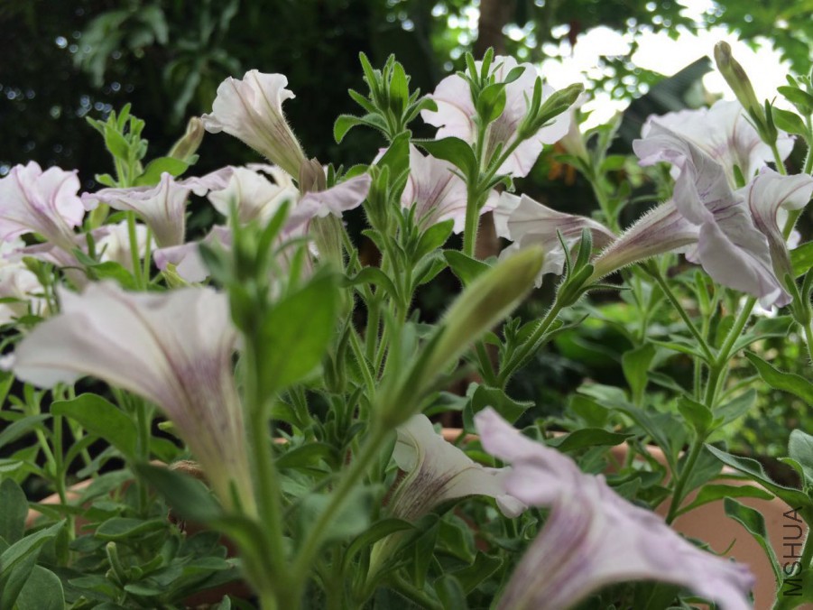 �������ױ�����