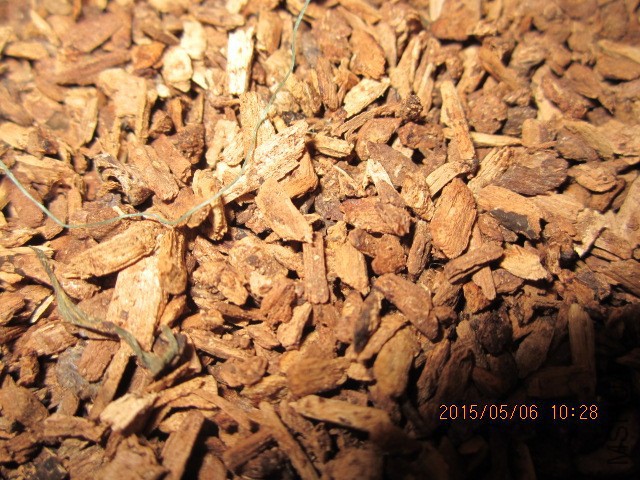 IMG_9654.JPG
