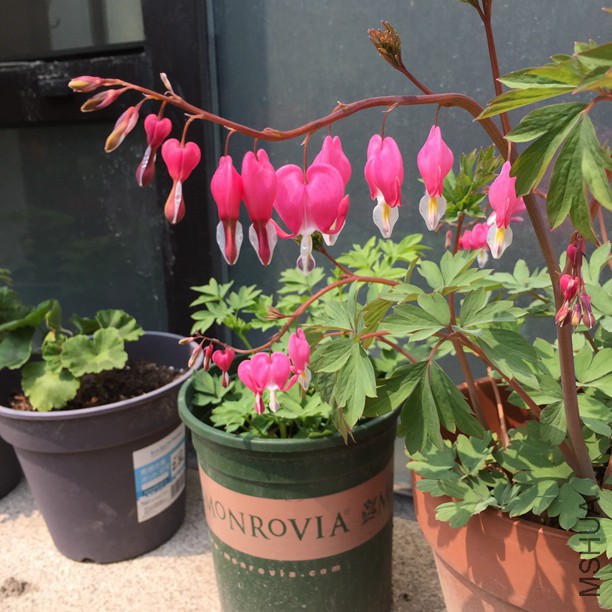 2016-03-27 125524.jpg