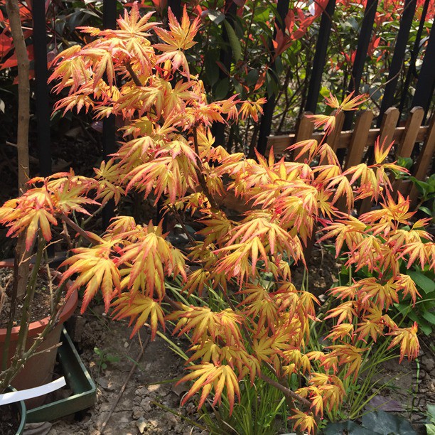 2016-03-27 125929.jpg