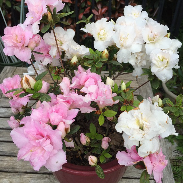 2016-04-02 080328.jpg