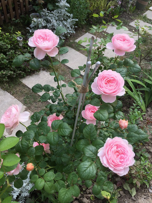 2016-05-04 171030.jpg