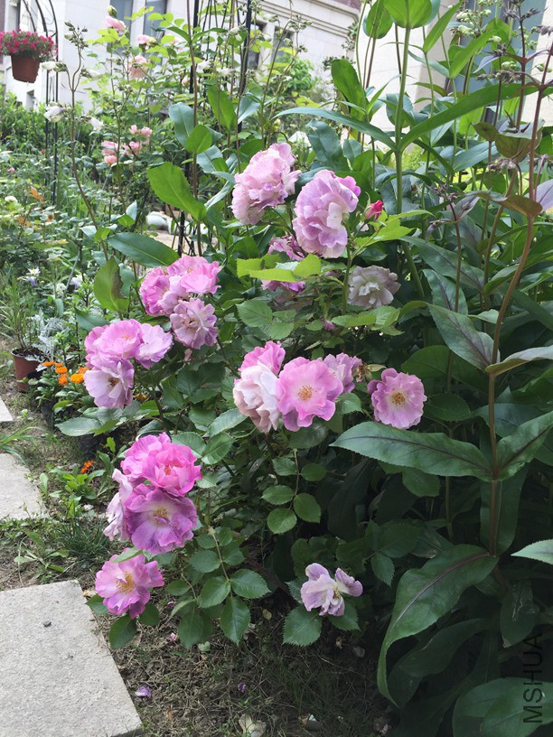 2016-05-04 171055.jpg