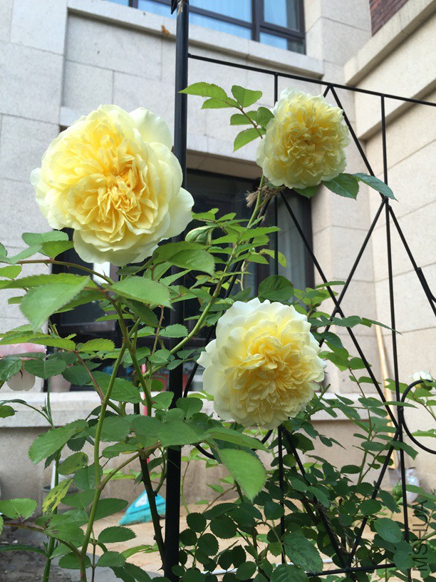 2016-05-06 172253.jpg