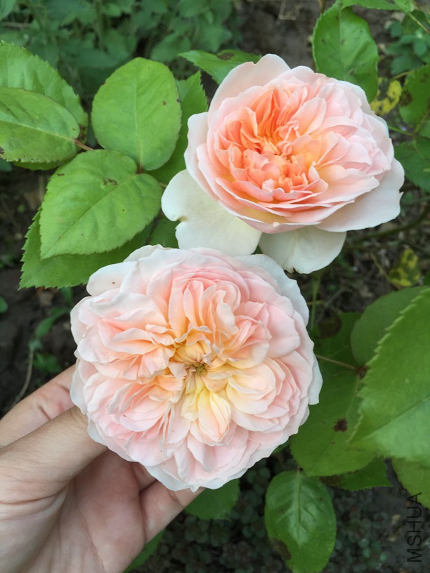 2016-05-06 172338.jpg