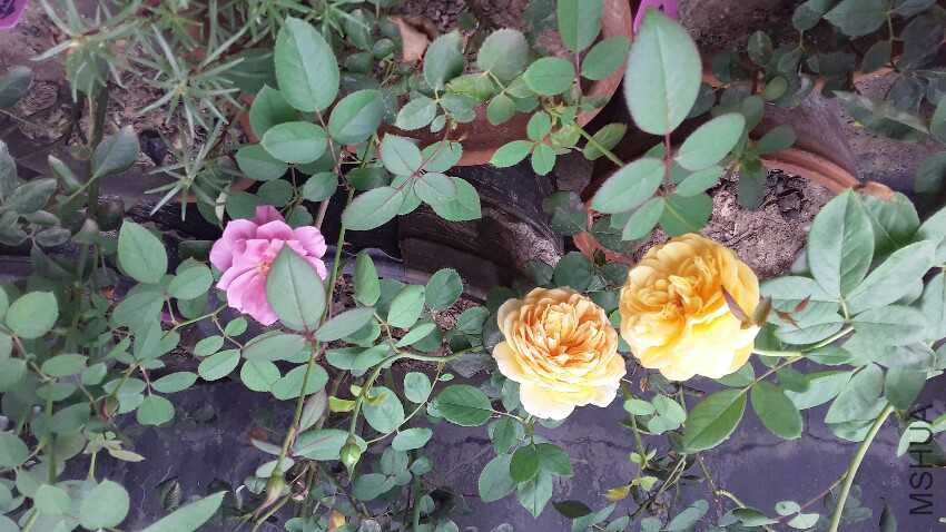 20160708_081403.jpg