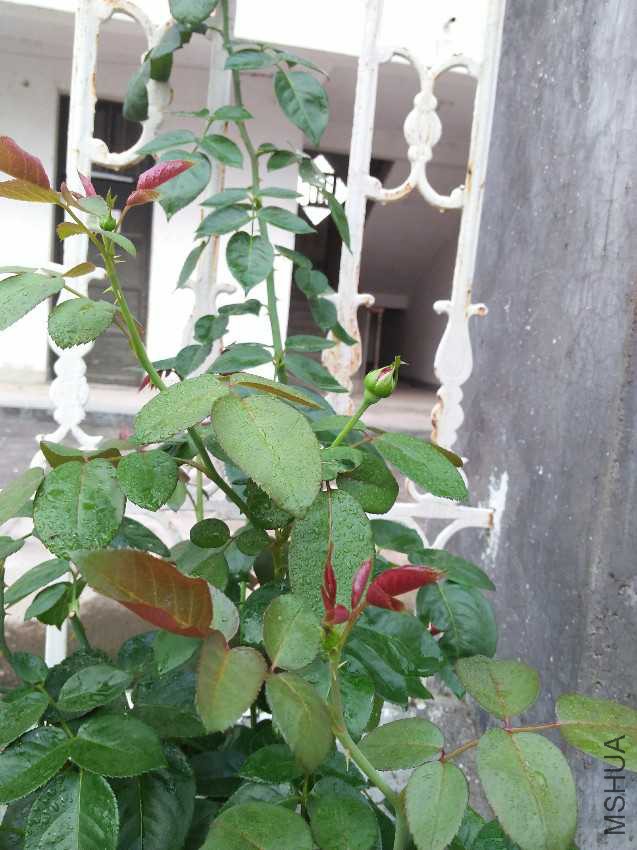 IMG20160711174338.jpg