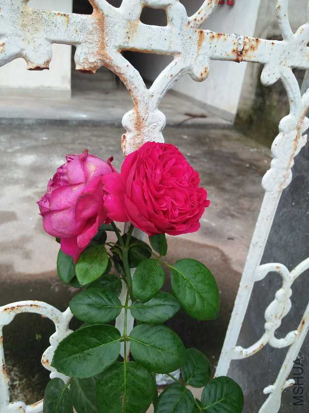 IMG20160711174324.jpg