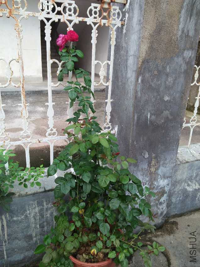 IMG20160711174319.jpg