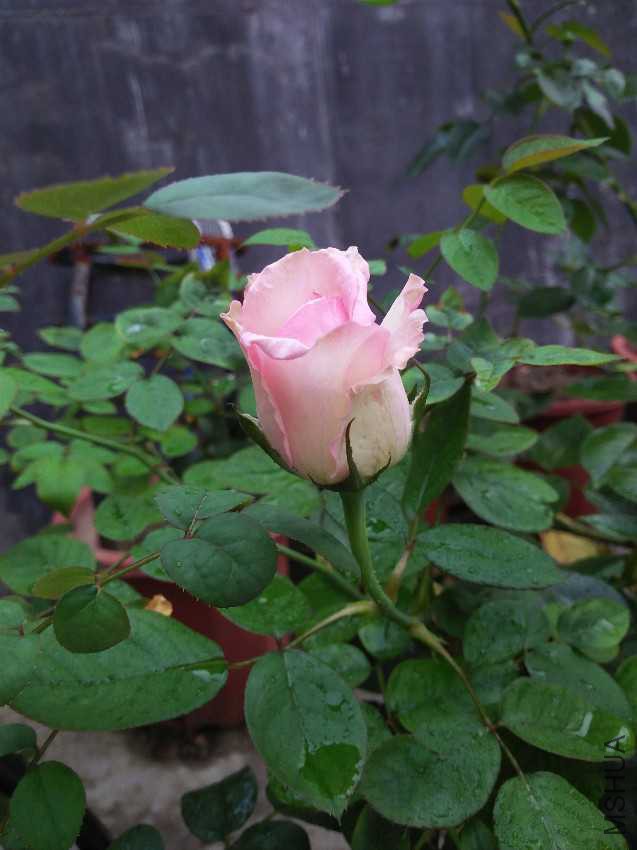 IMG20160711174240.jpg