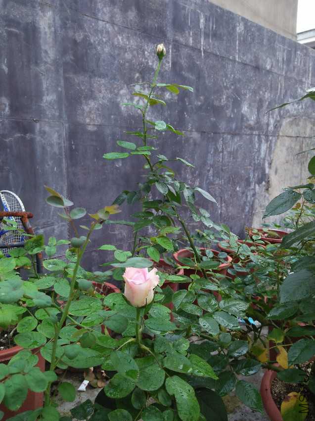 IMG20160711174232.jpg
