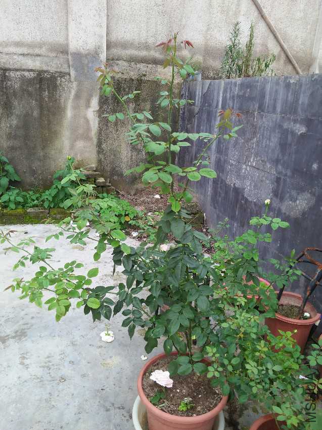 IMG20160711174219.jpg