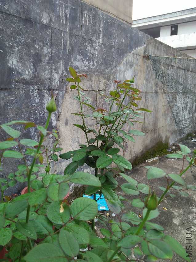 IMG20160711174208.jpg