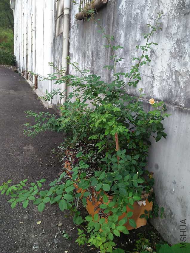 IMG20160711174035.jpg