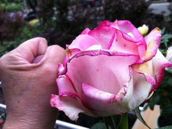 68ebce8065380cd790171108a644ad345882815b.jpg