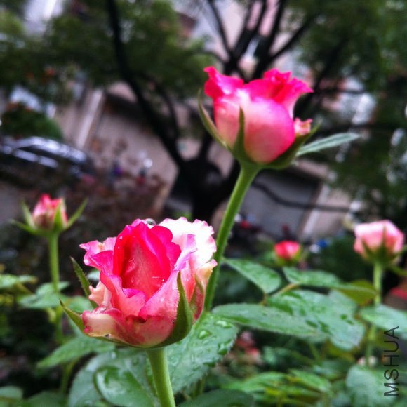d466d3ca7bcb0a46addcbf306363f6246a60af56.jpg