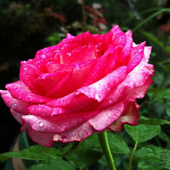 c7a5ed24b899a90175ff6f3f15950a7b0308f502.jpg