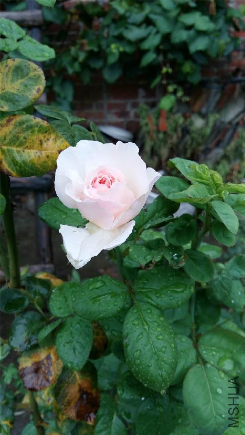 20160711_183458.jpg