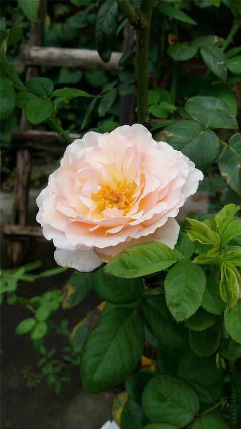 һֱװ��������糾俪���ˣ��Ⱥ�˫ϲ��Ҫ�㣬����ϲ��~~