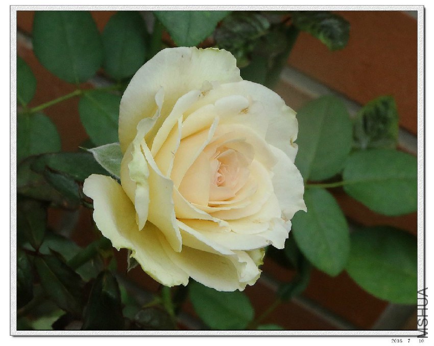 2016071005.jpg