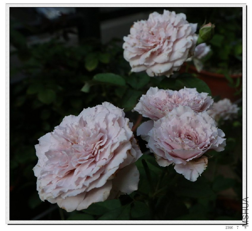2016070804.jpg
