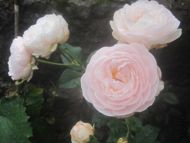 ��Ƭ 6904716.jpg