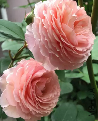 ����
