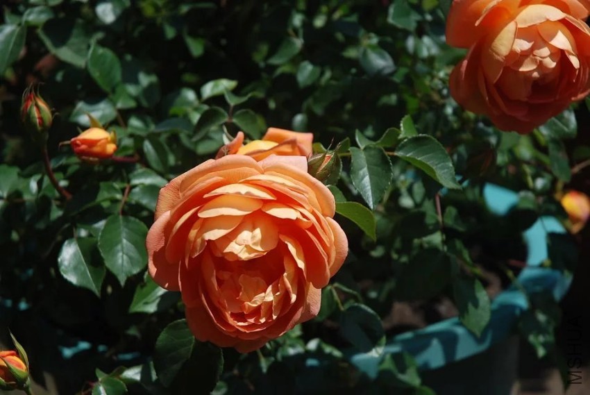 psb (11).jpg