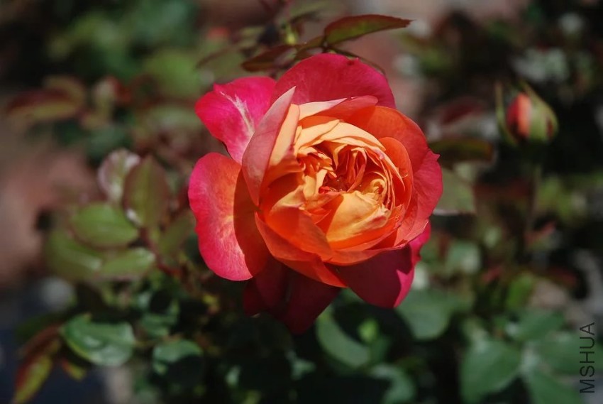 psb (13).jpg