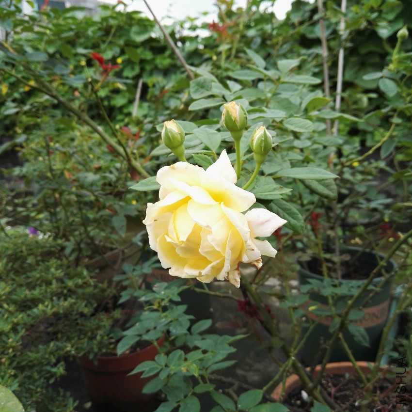 IMG_20160714_085732.jpg