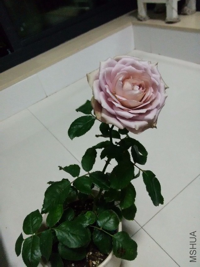 IMG_20160711_220655.jpg