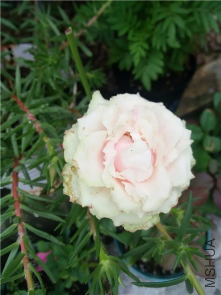 IMG_20160713_164653.jpg