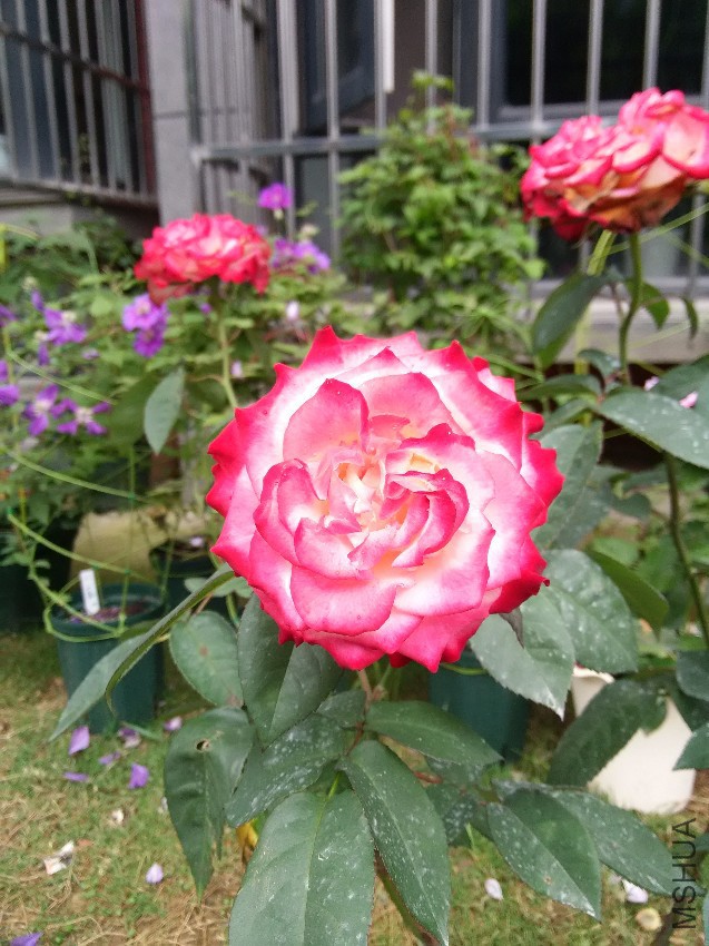 IMG_20160530_083435.jpg