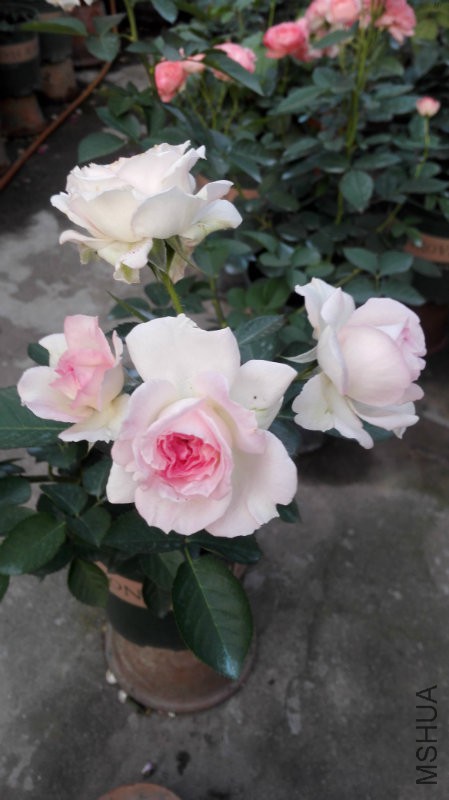 �ҵ�����