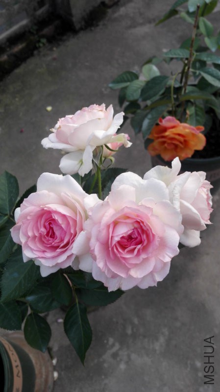 �ҵ�����